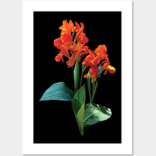 Cannas - Two Orange Cannas Posters and Art